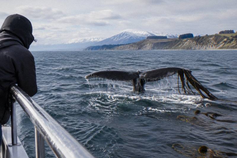 10-Hour Kaikoura Whale Day Tour