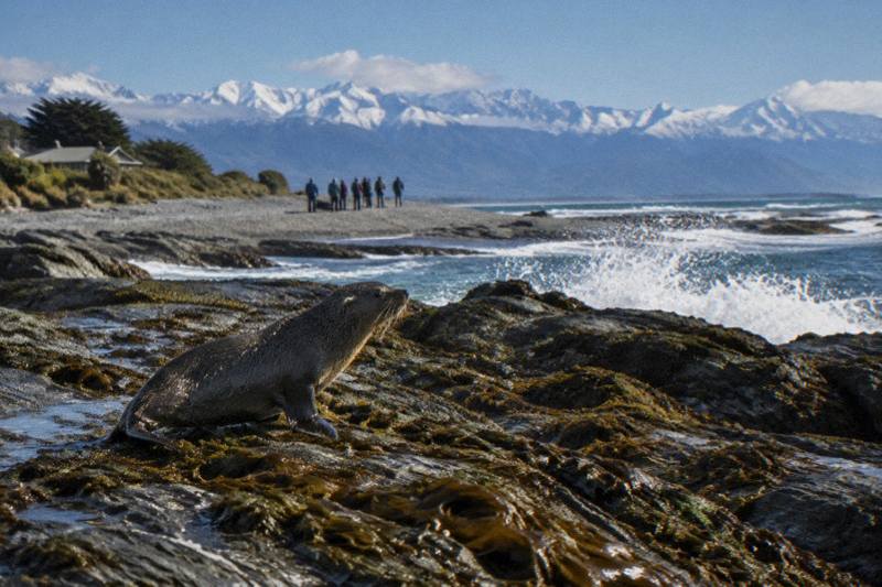 Small-Group Kaikoura Whale Day Tour