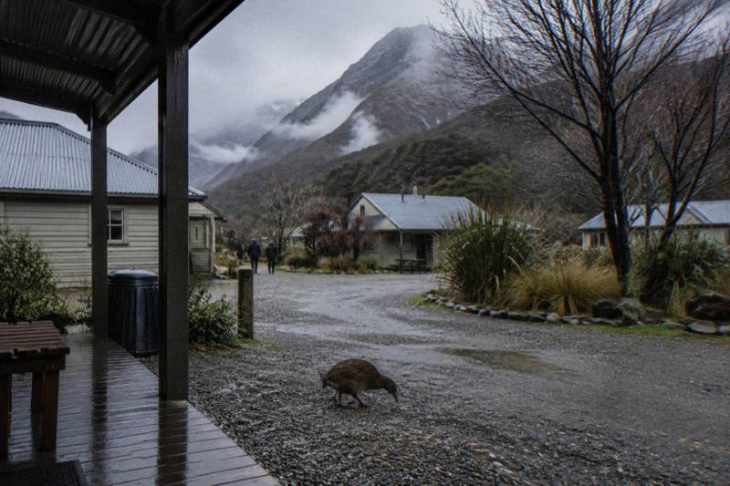TranzAlpine and Castle Hill Day Trip