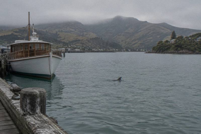 Long wooden wharf stretching across calm blue harbour water backed by green hills at Akaroa