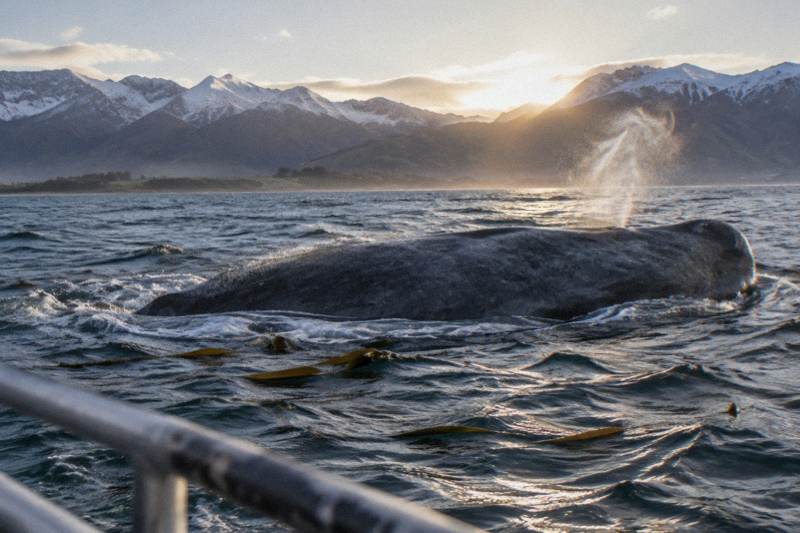 Snow-capped mountains rising behind rugged coastline where turquoise sea meets shore at Kaikoura