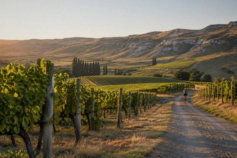 Neat rows of grapevines stretching across rolling hills at Waipara Valley vineyard in Canterbury
